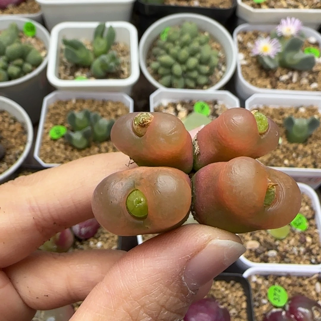 漂亮4头多肉植物162