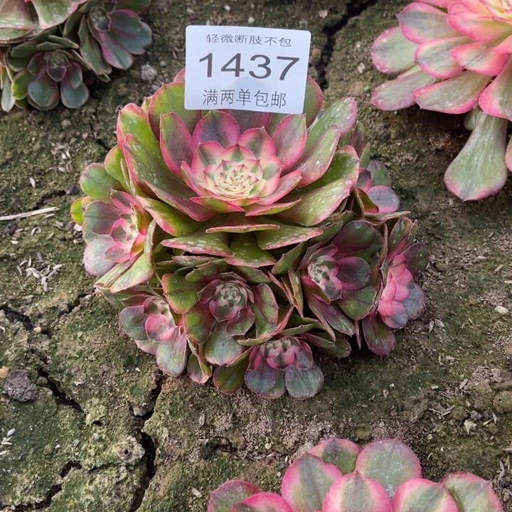 1437荔枝的人多肉的