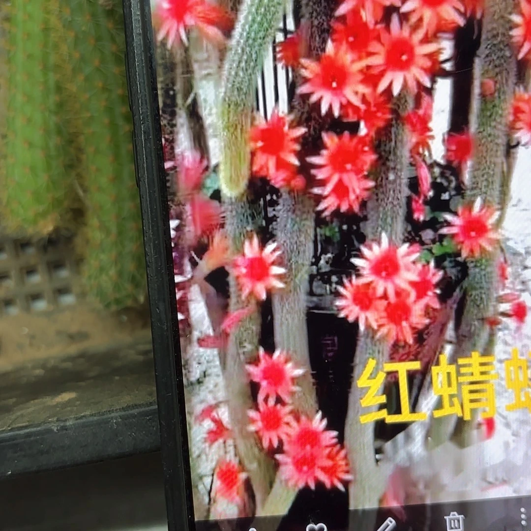 红蜻蜓5颗牙20包邮仙人球31