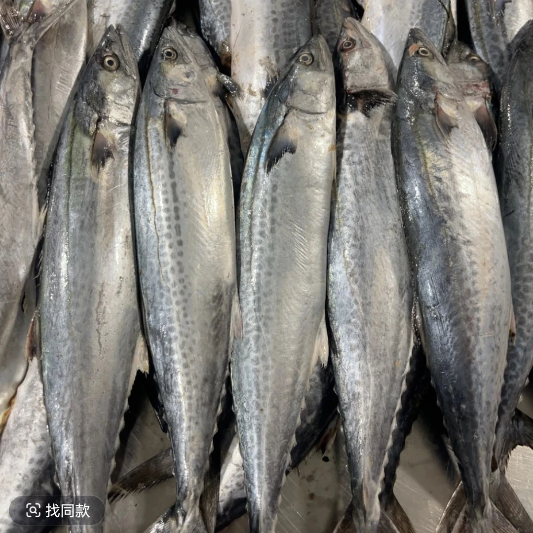 大连本地野生鲅鱼