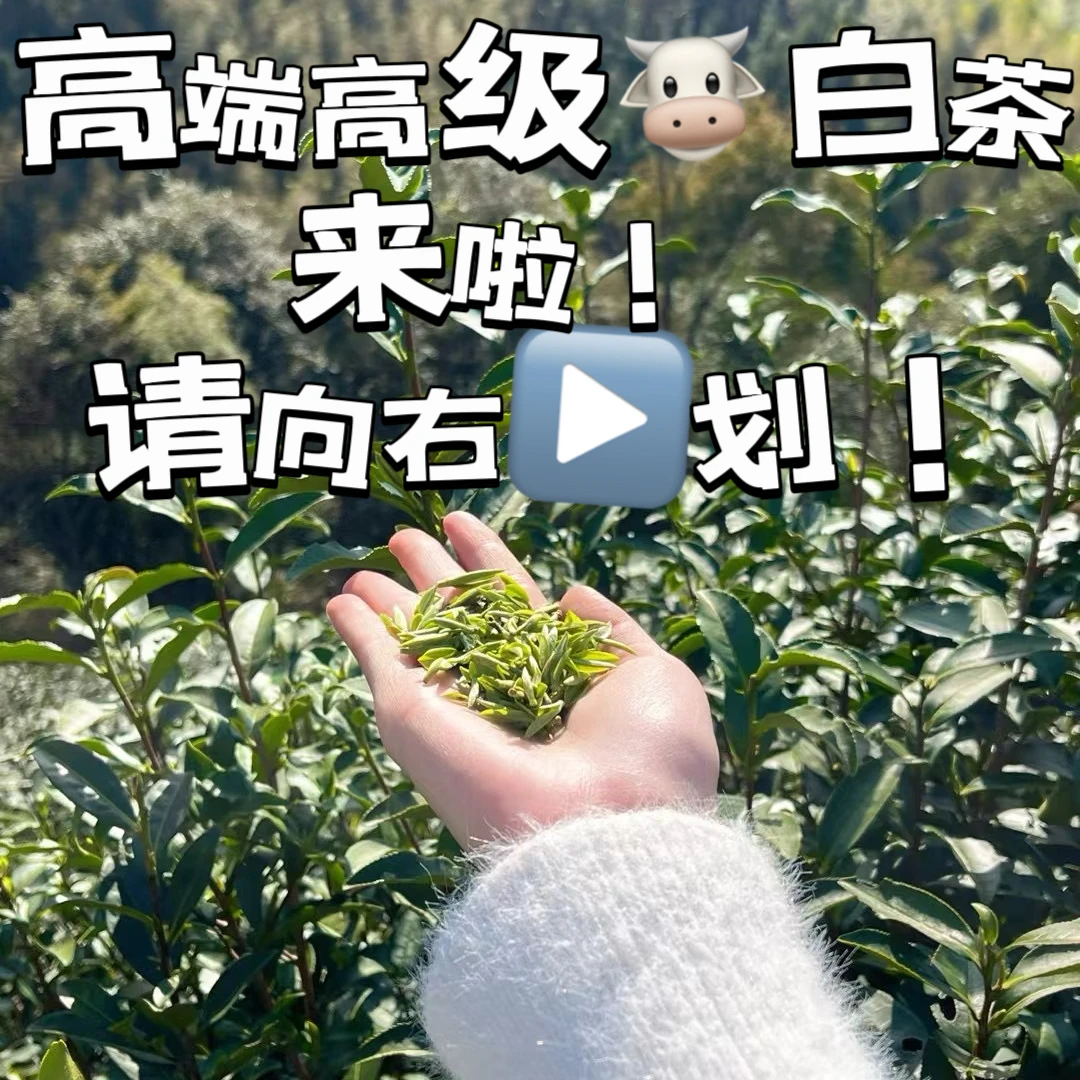 【500g】2025年 漳墩小白茶 头春头采 御林春 白茶上新