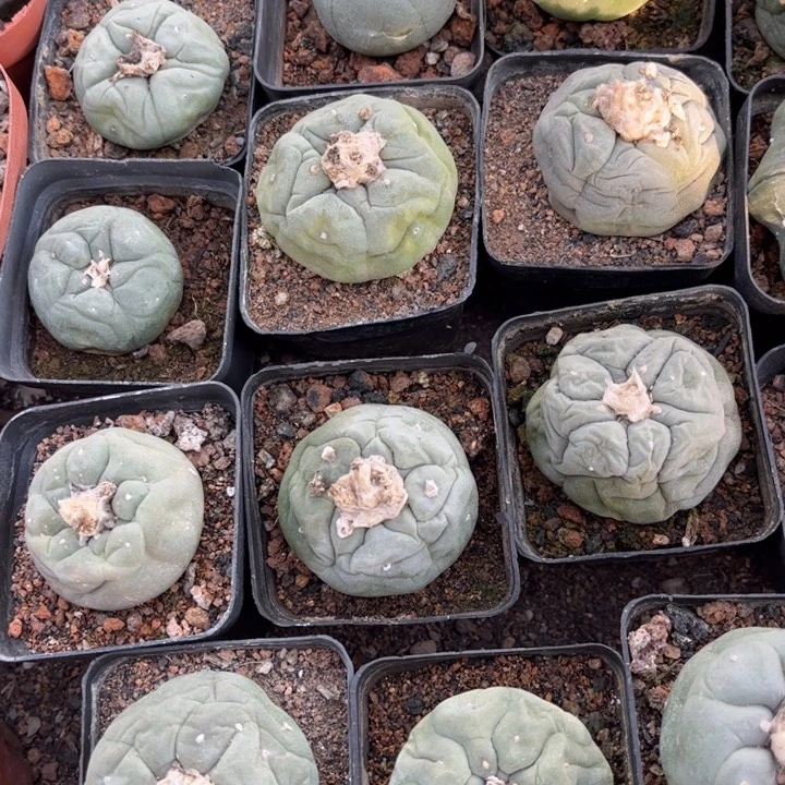 二个实生好养皮实