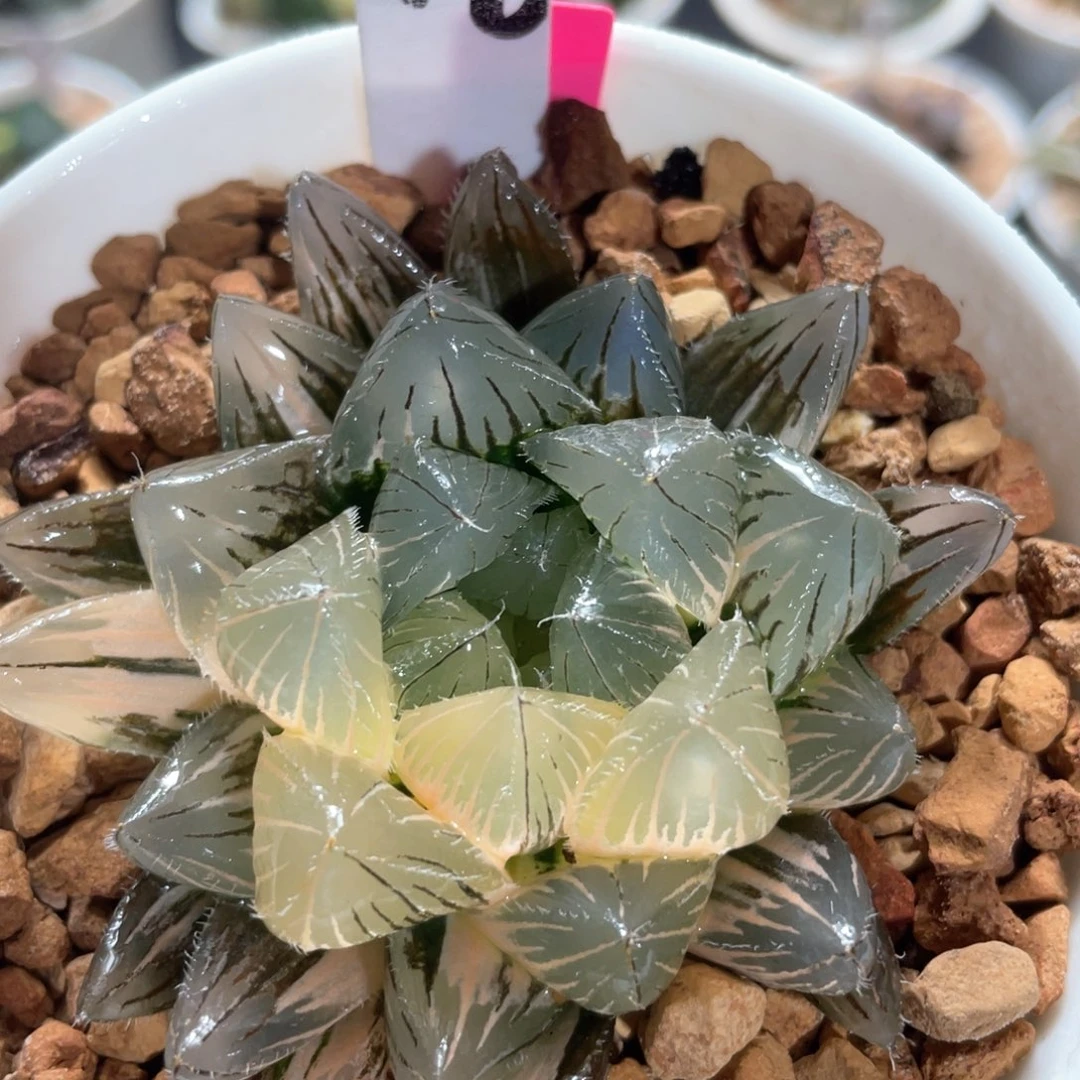 48巨大赤线锦。