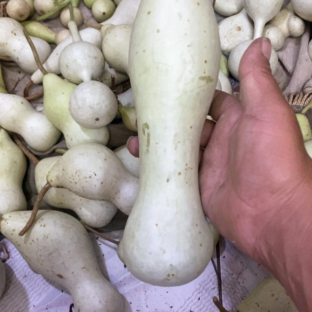 乌*刘文玩葫芦青皮葫芦