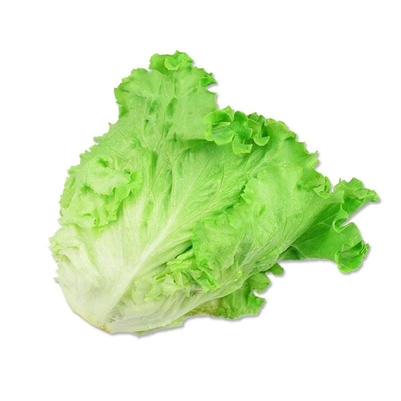 新鲜生菜 450g~500g/份生菜