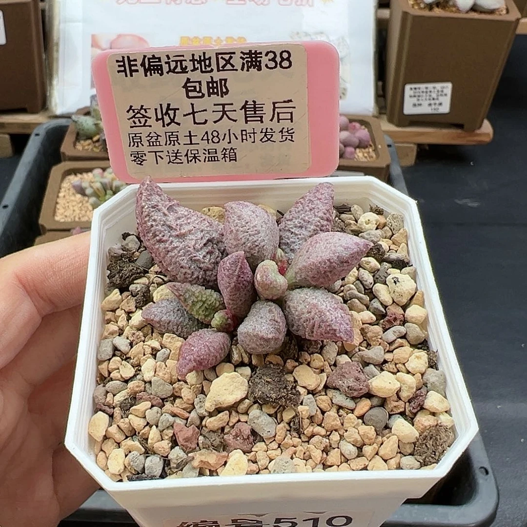 510融化纹猪肝多肉