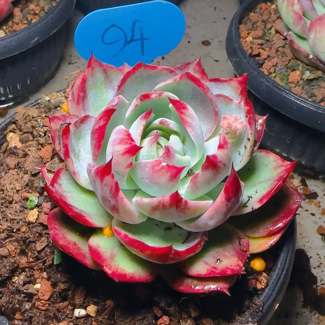 惊鸿仙子一物一拍94号