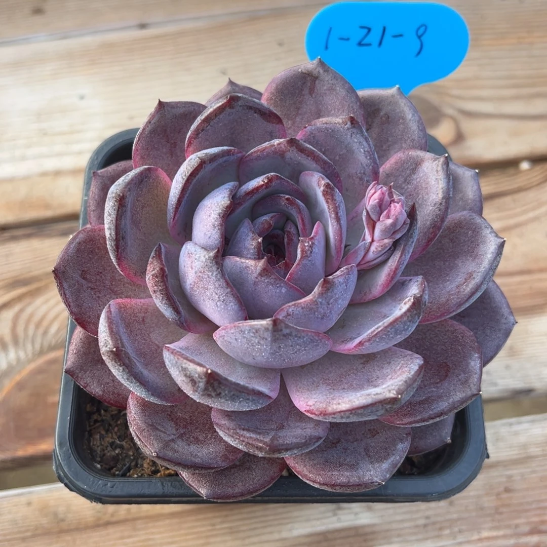 1-21-9夜皇后多肉植物