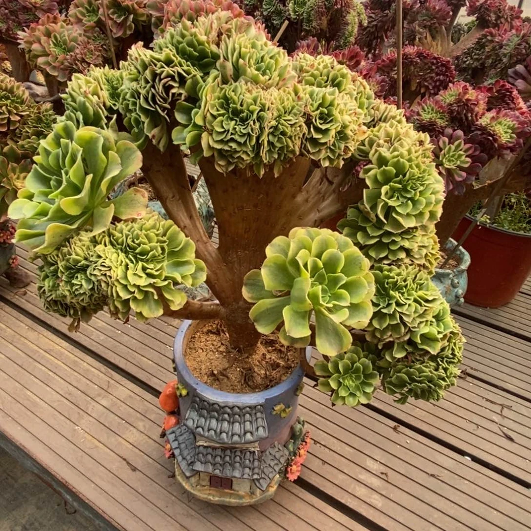 无花朵绿豆沙朵朵缀