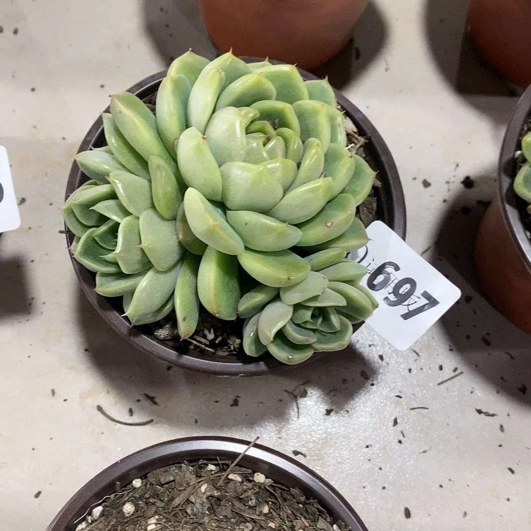 清**桔697皮爱啦多肉