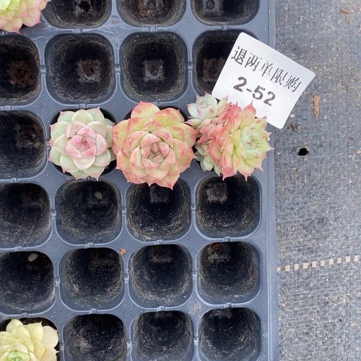 Y**H2-52多肉多肉多肉多肉多肉