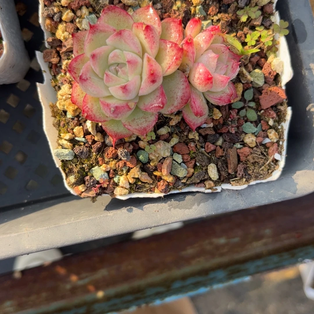 小***肉1111111111111111111