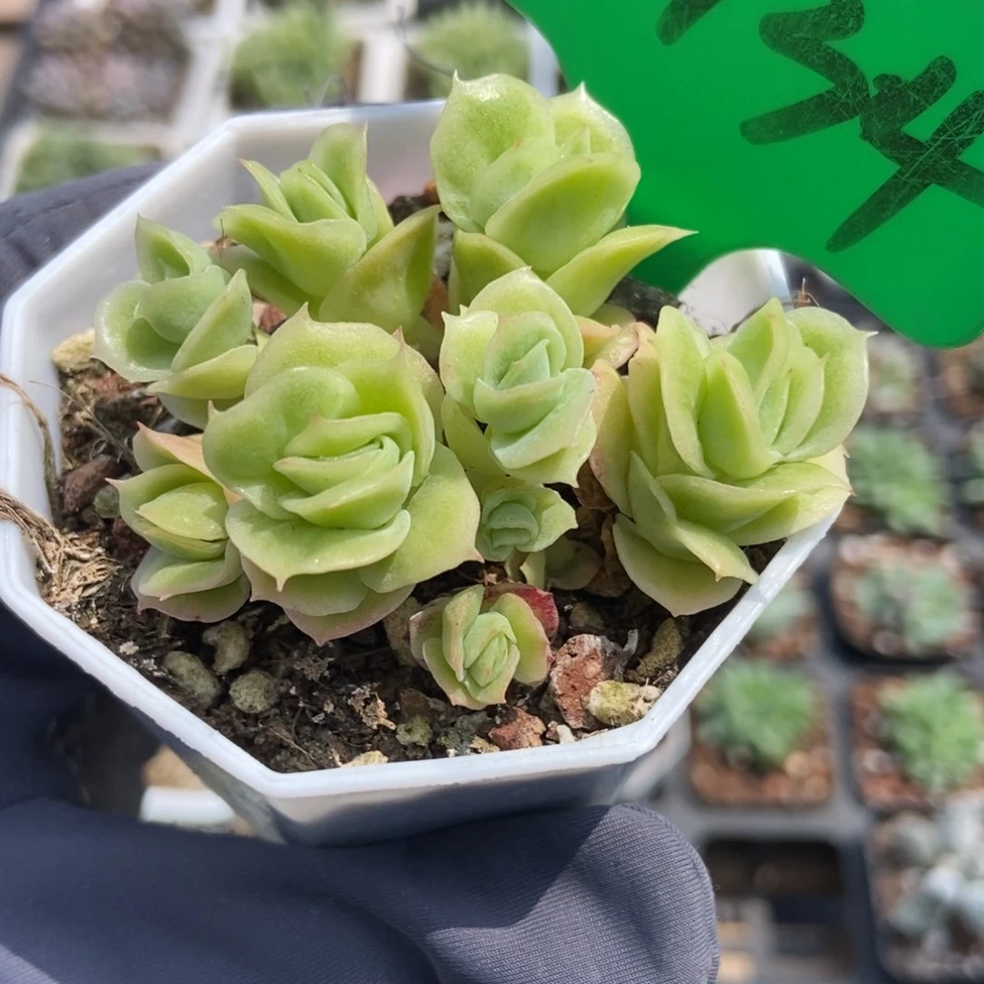 3134冰玫瑰锦多肉植物