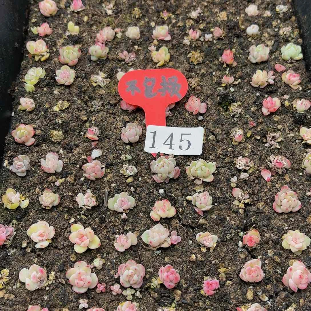 多肉植物多肉植物145