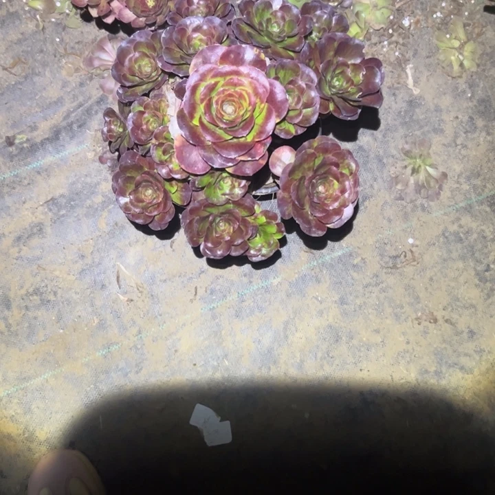 不包侧枝一物一拍15