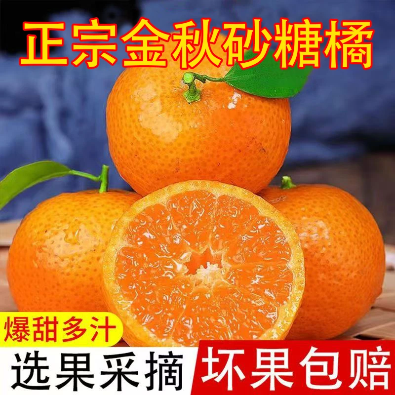 【果园直发】广西金秋砂糖橘当季新鲜水果薄皮沙糖桔子蜜桔蜜橘子