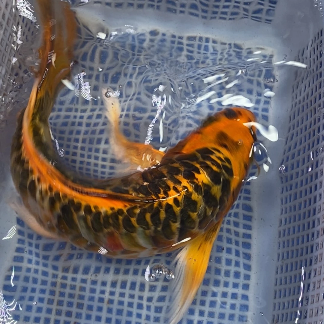 锦鲤冷水锦鲤包邮