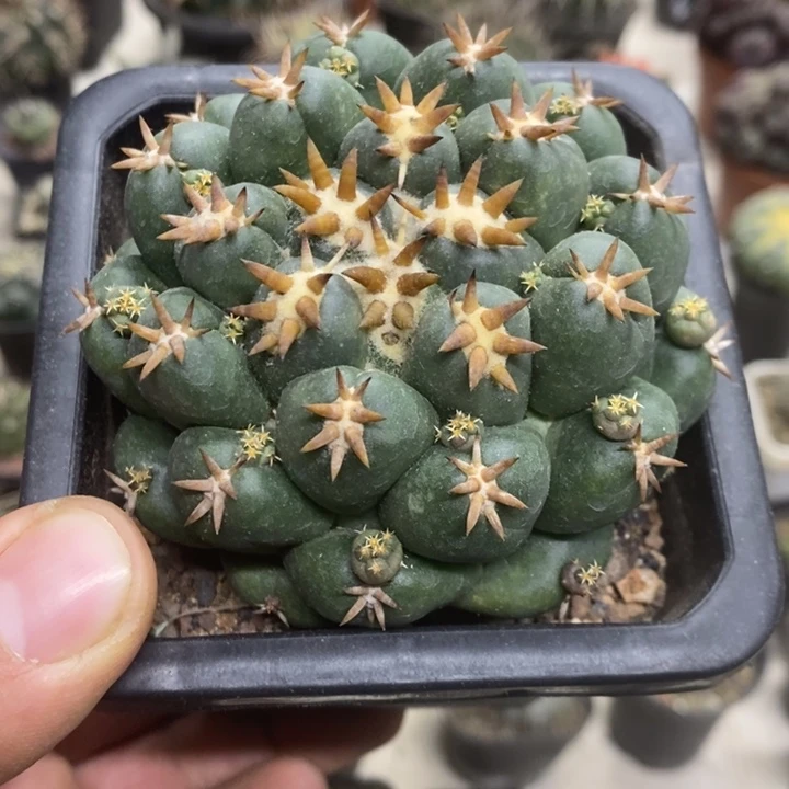 大号短豪刺象牙特价