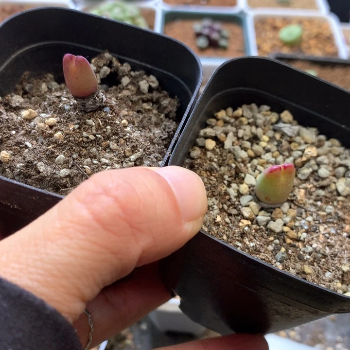 王***木专拍专拍 肉锥植物