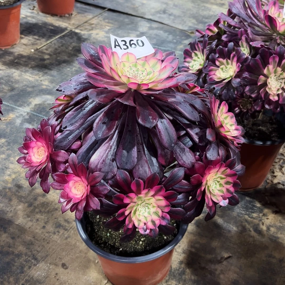 多肉植物黑铜白360多肉