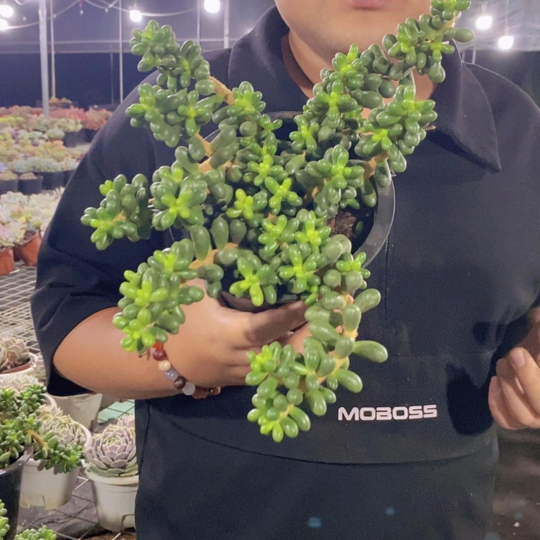 绿龟卵整桩整群老桩