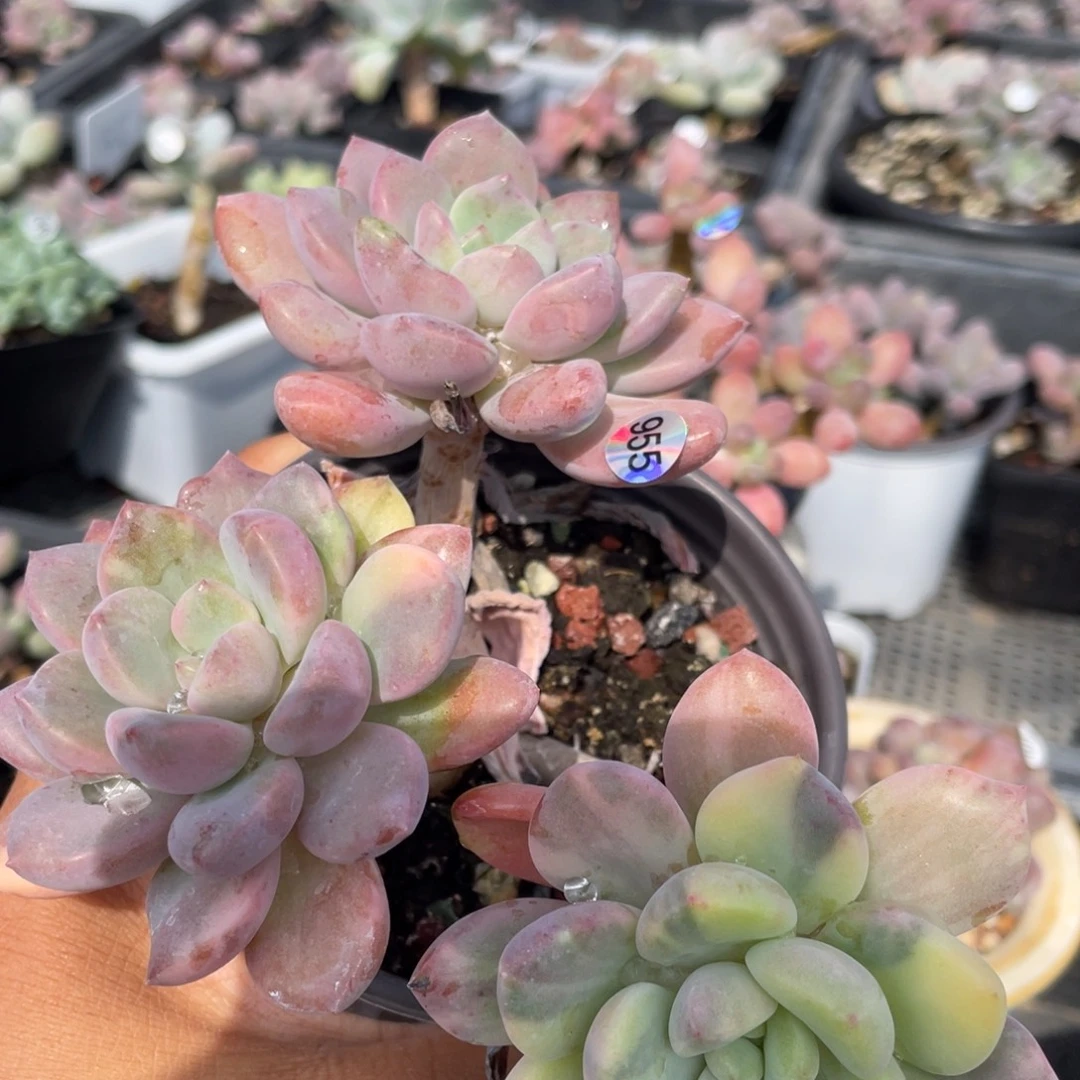 白鹭锦多肉植物啊