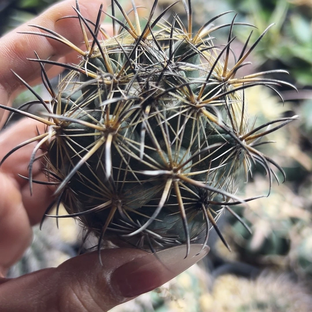 凤舞有根仙人球6666666