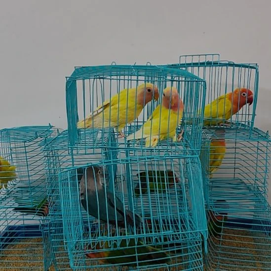 虎皮鹦鹉牡丹鹦鹉鹦鹉2只
