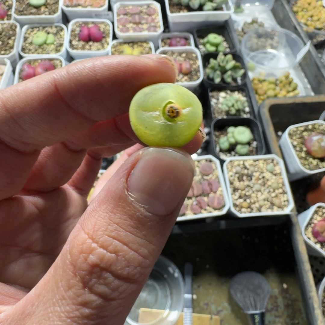 1****）2936。O泡一颗。漂亮