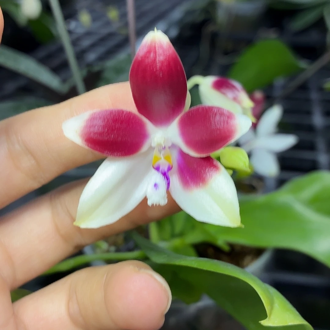 当前无花朵，栽培后可花朵A1688熊猫盾