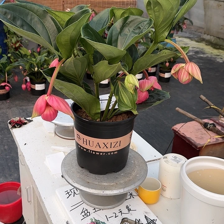 郎宝莲灯6个花苞