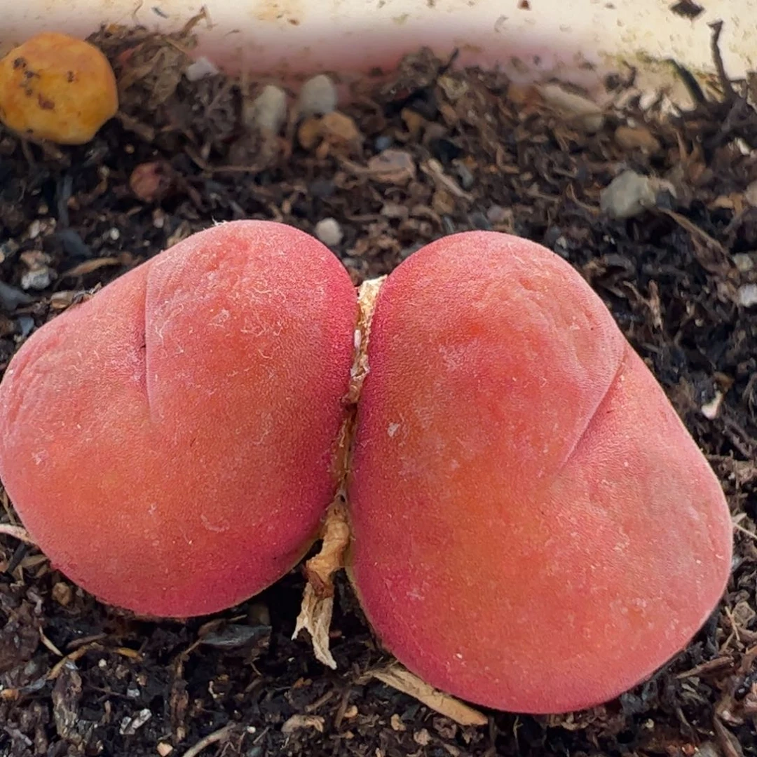 水蜜桃多肉植物百科