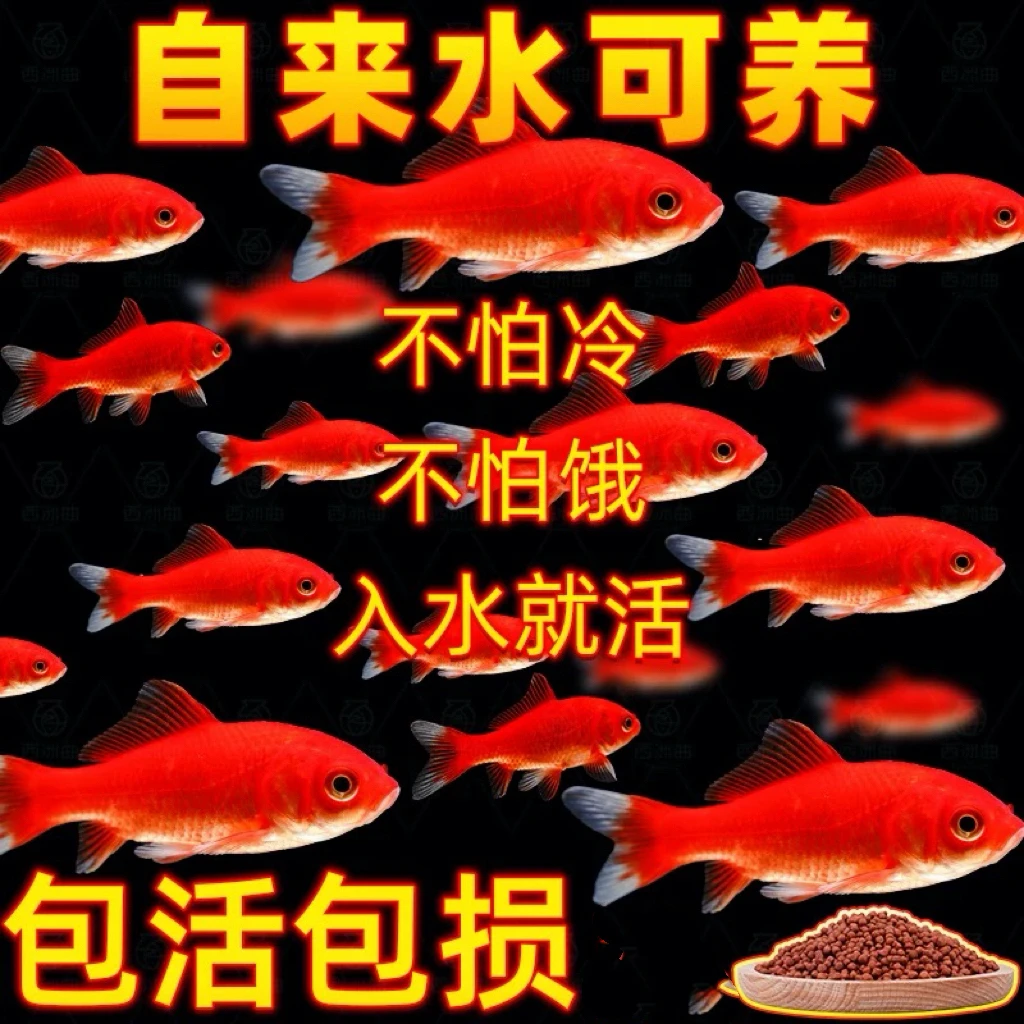火焰草金鱼  超好养 耐活的冷水观赏鱼  包邮包损  新手好养