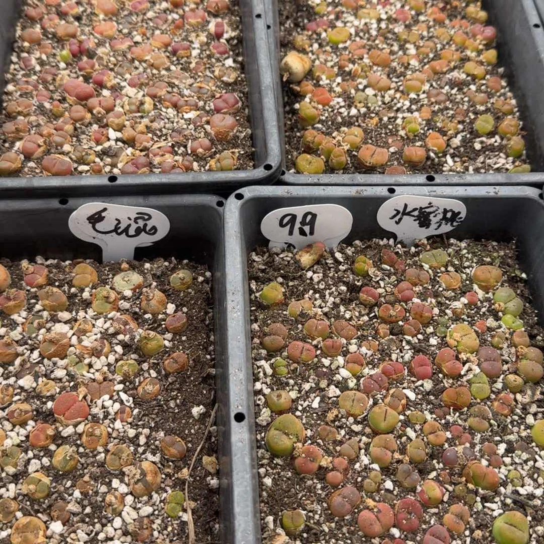 水蜜桃蟠桃大红毛毛混合福利共12个