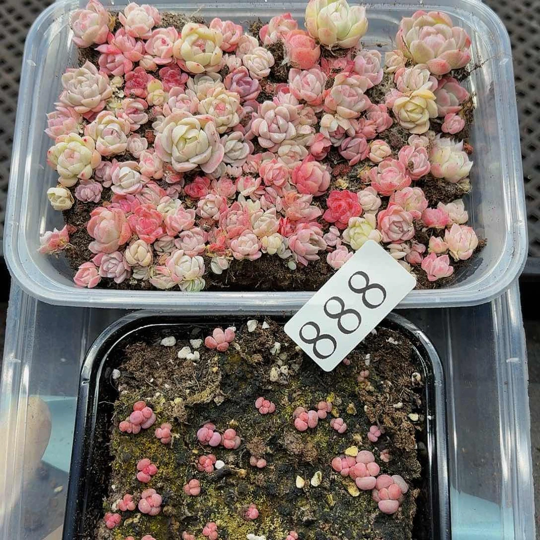 多肉植物多肉植物888