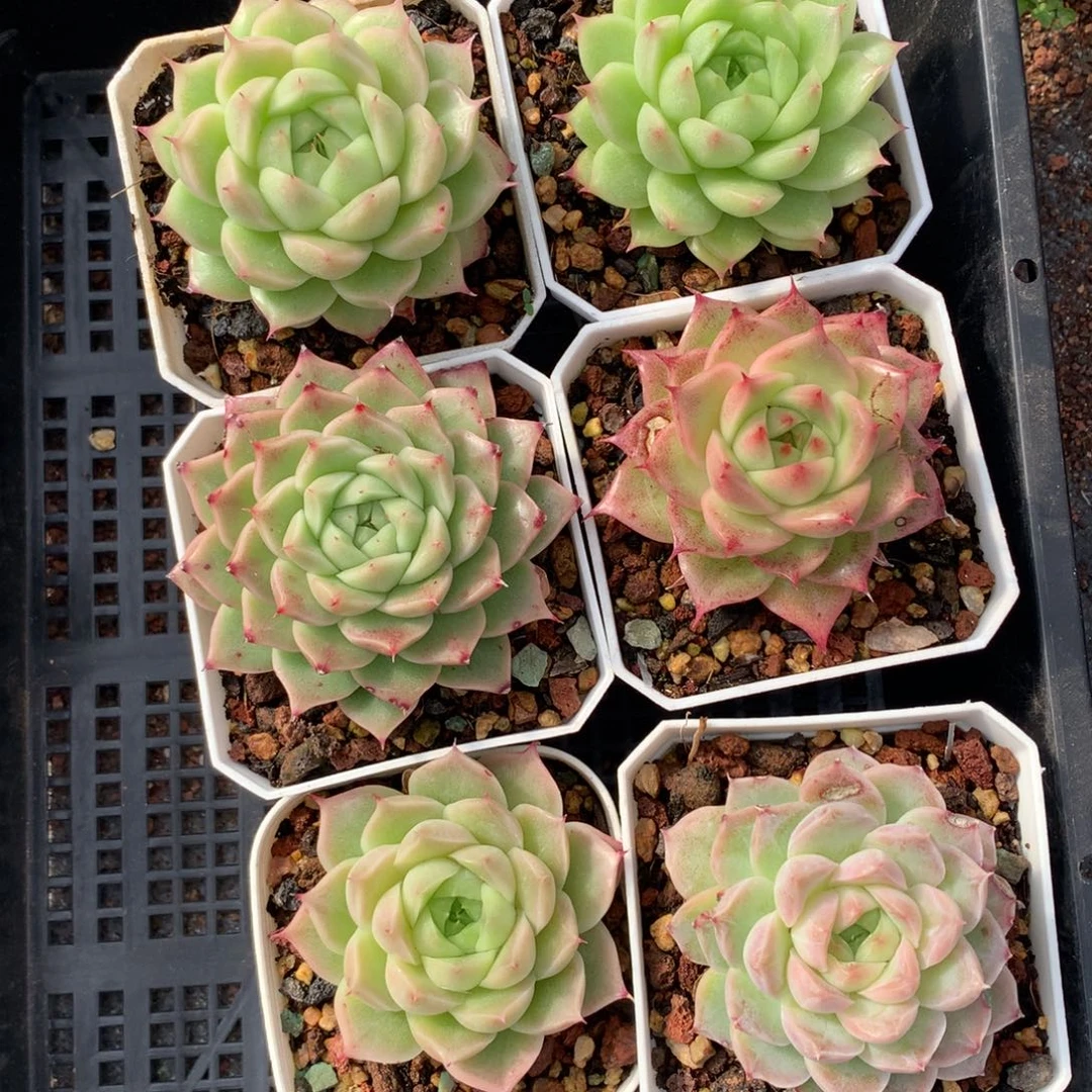 1209-37 套餐一组