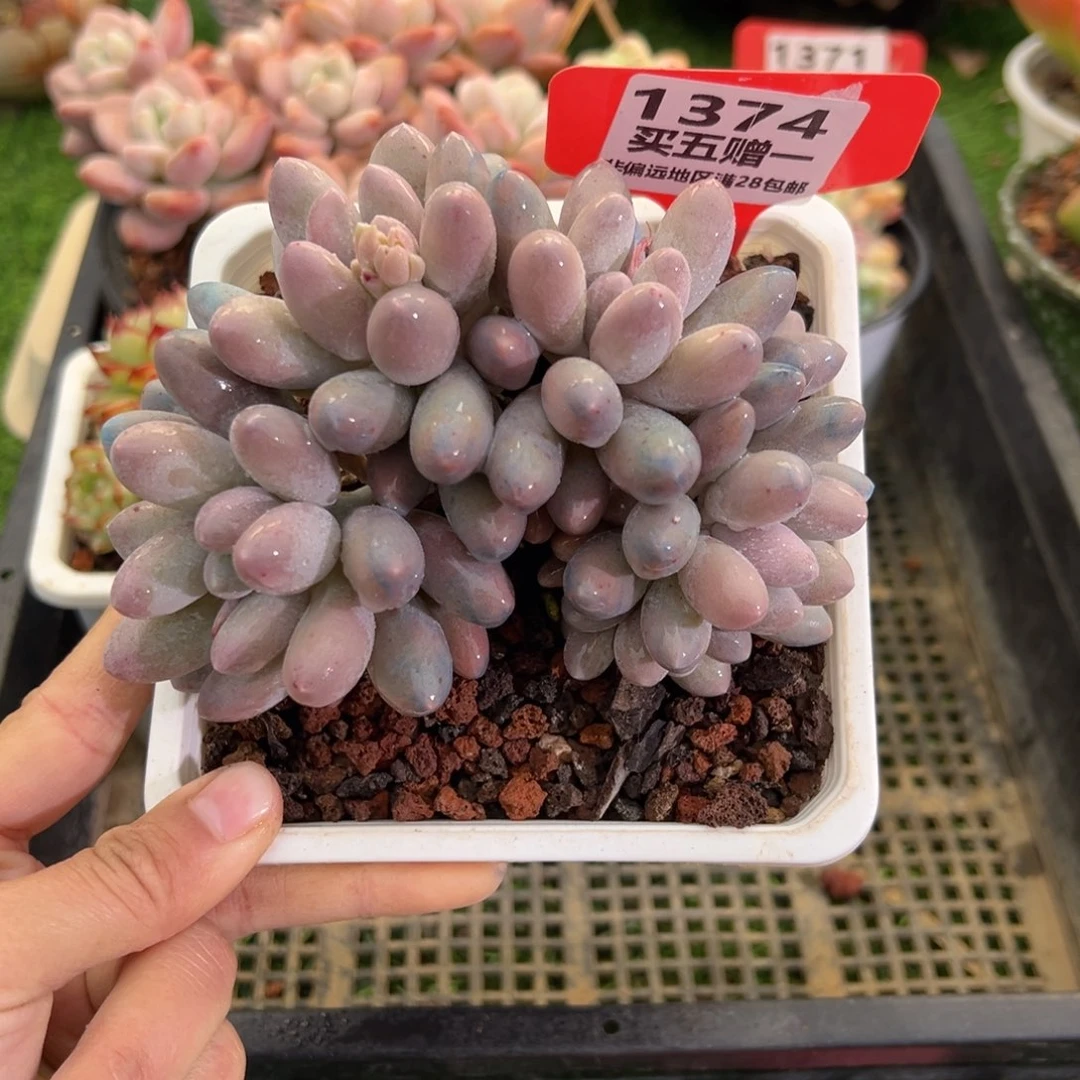 表妹精品多肉1374.