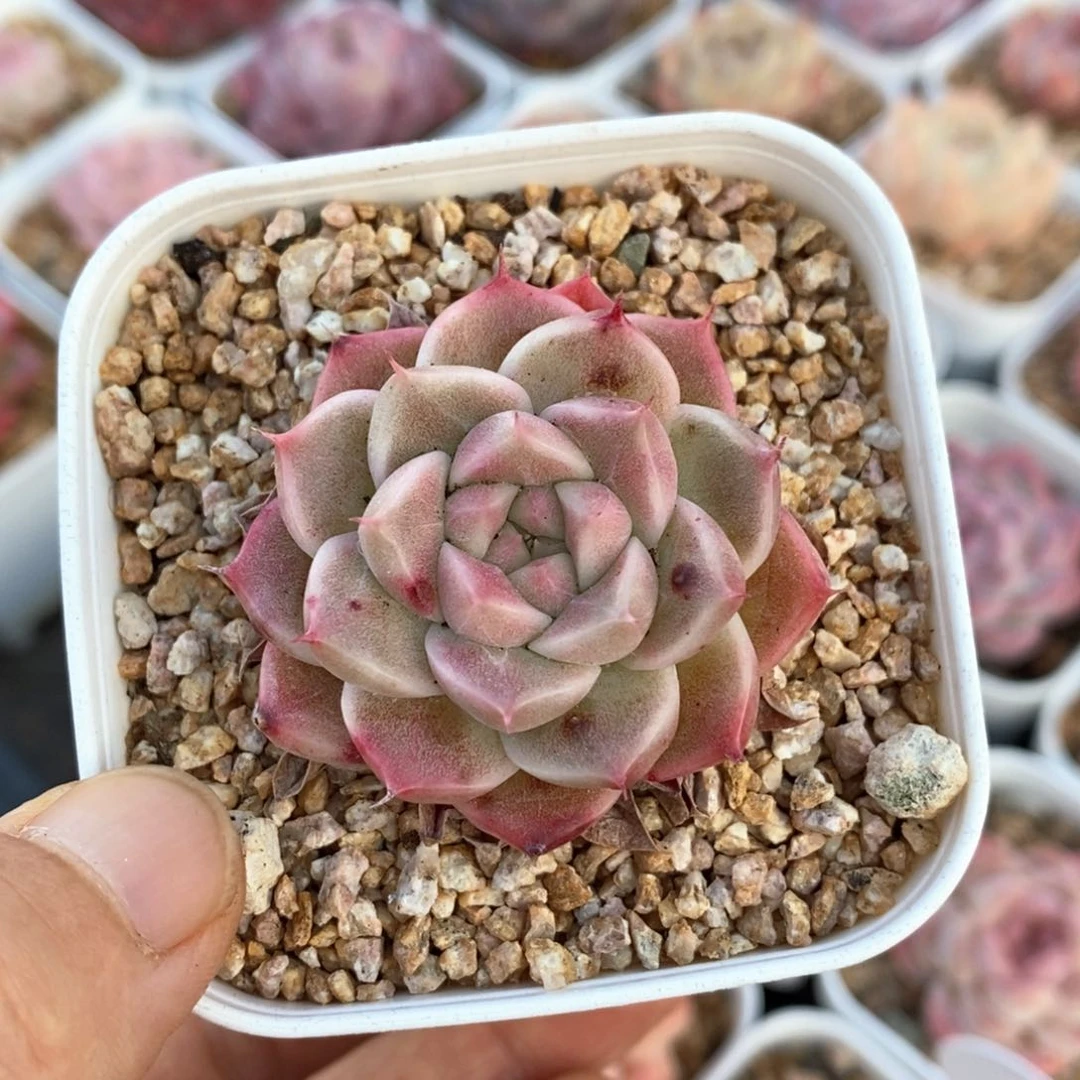 精品多肉一物一拍121