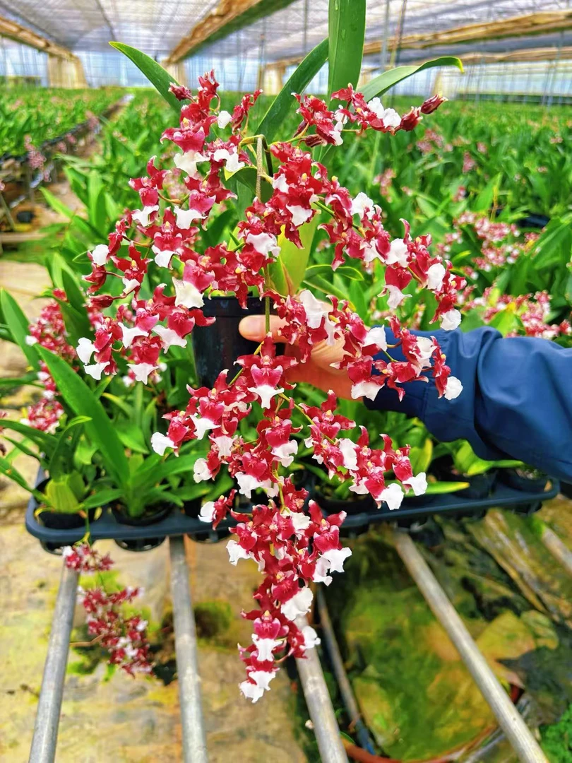 【泰国香水】文心兰浓香型室内高端盆栽梦香兰花直播间