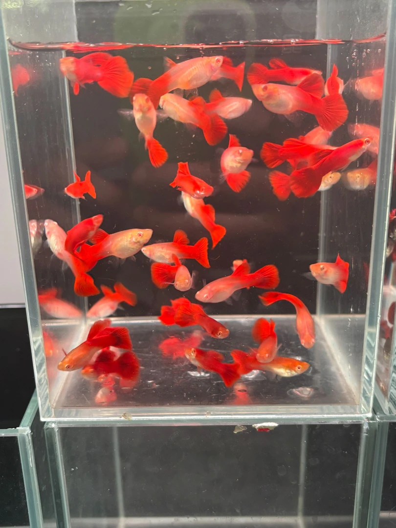 美系大背血红4-5月孔雀鱼