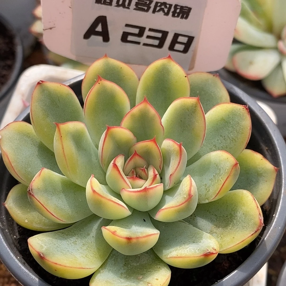 238荷花哈哈哈哈哈哈哈