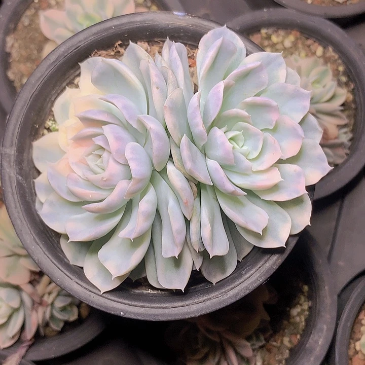 雪球锦双头一物一拍