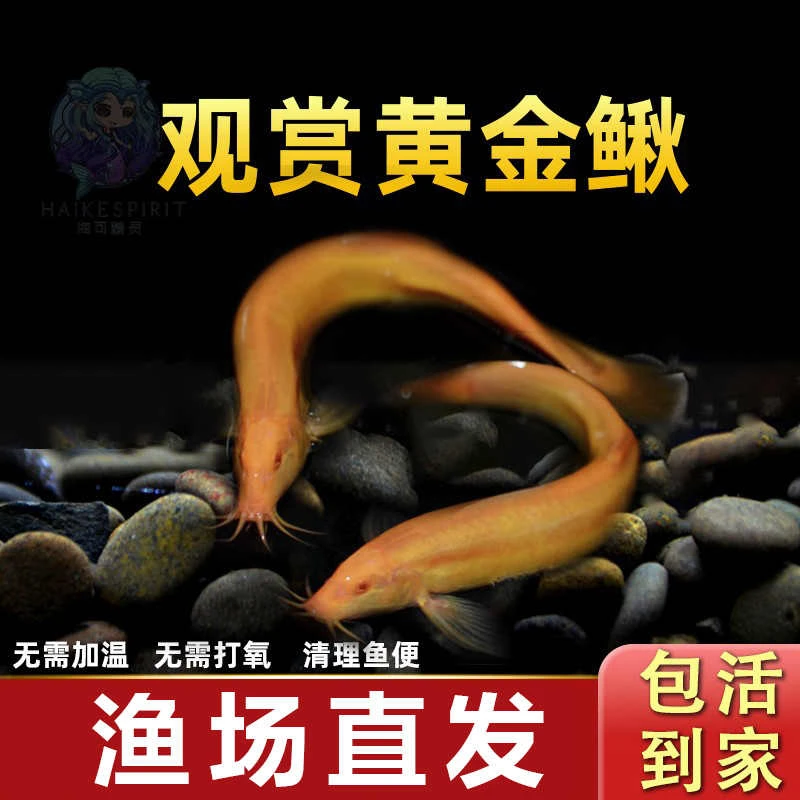 黄金泥鳅冷水观赏鱼招财金龙鳅鱼缸清道夫淡水好养耐活清洁工具鱼