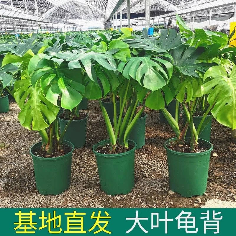 龟背竹大叶开背盆栽室内客厅绿植土培水培净化空气四季常青
