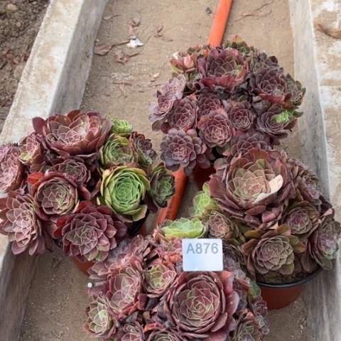 多肉植物花月夜四棵