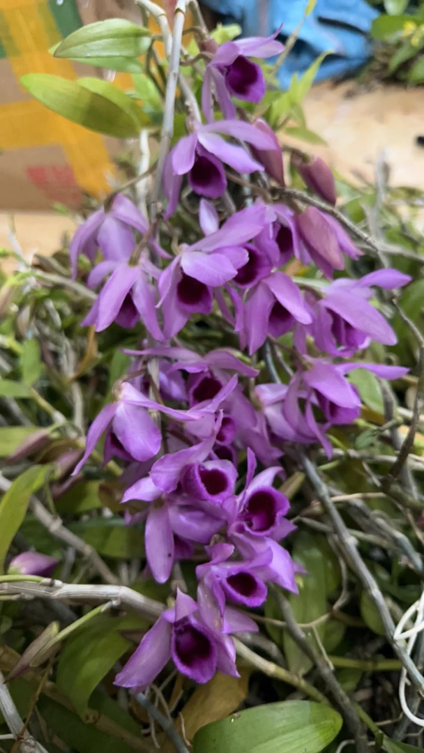 量拍情人之吻，加里曼丹杂红檀，花好看