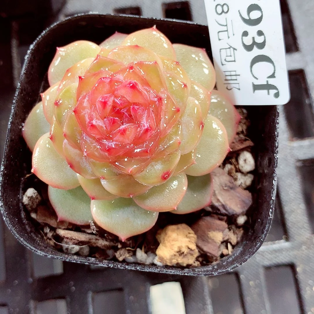 5厘米盆精控多肉793