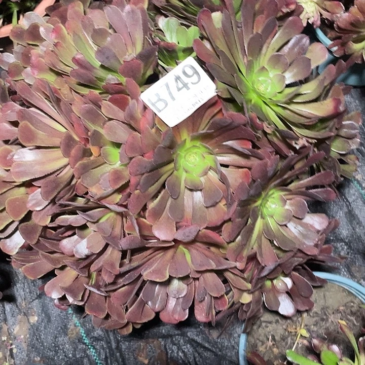 749萝莉法师3-16花