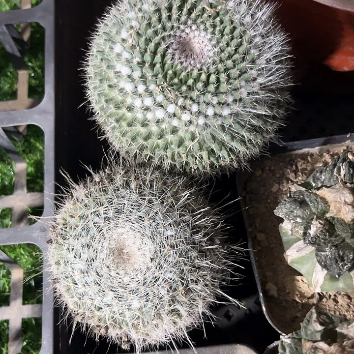 单头黄花玉zzzzzzzzz