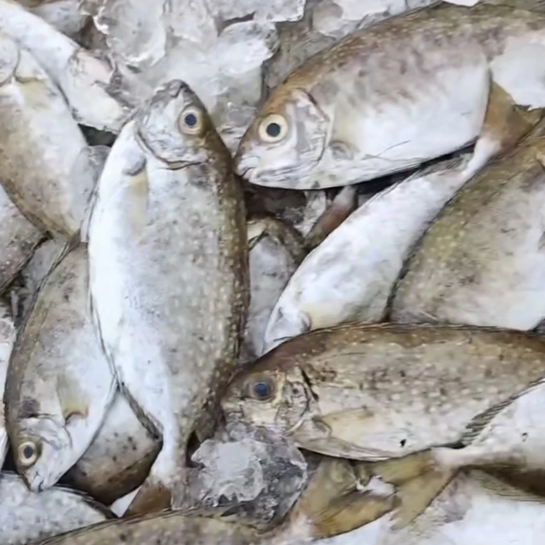 泥猛鱼野生阳江新鲜海鲜生鲜海鱼鬼婆鱼（约5条/斤）默认帮杀